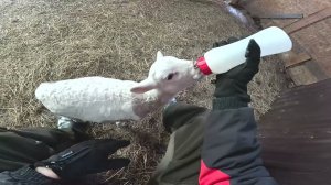 Нива готова ! Всё поменял ! Можно ездить ! ХУТОР В ЛЕСУ №936