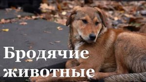 Специальный репортаж Никиты Жилкина о проблеме бездомных животных в ЛНР
