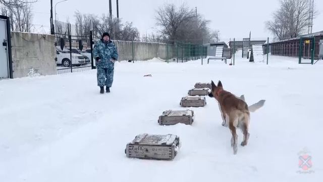 "Студенческий десант -2026", Центр кинологической службы УМВД по Волгоградской области смотреть онлайн