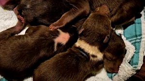 В Центр спасения медвежат-сирот в Торопецком округе доставили четверых крохотных косолапых