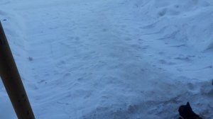 Тишка на улице.