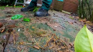 НЕУДАЧНЫЙ ДЕНЬ для обрезки бамбука и лавра, потому что ШЁЛ ДОЖДЬ