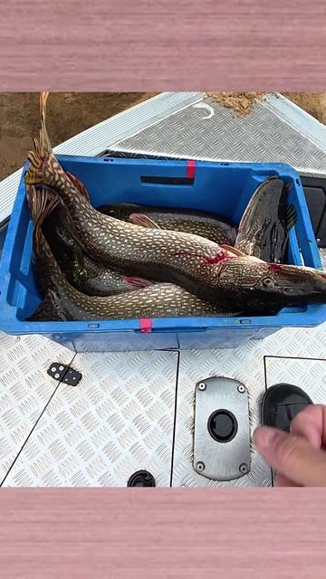 Осенние Крокодилы!!! смотреть онлайн