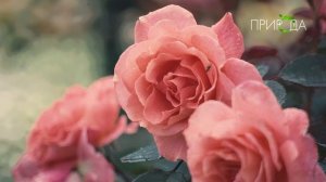 Природа. Роза_5