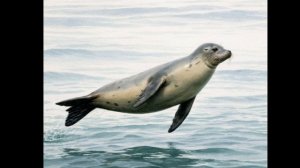 кто хочет попасть в Тир-лист? Правила в видео.