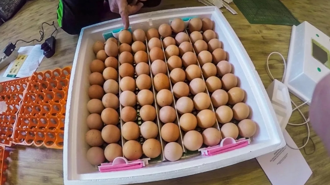 Инкубирование яйц в инкубаторе Несушка смотреть онлайн