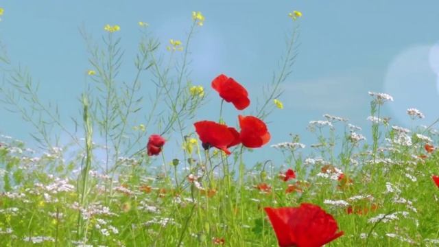 Пройдёт и война смотреть онлайн