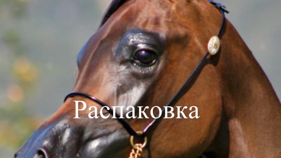 Распаковка на жеребёнка Арабской породы/лошади шляйх смотреть онлайн