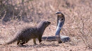 Встреча Мангуста и Кобры