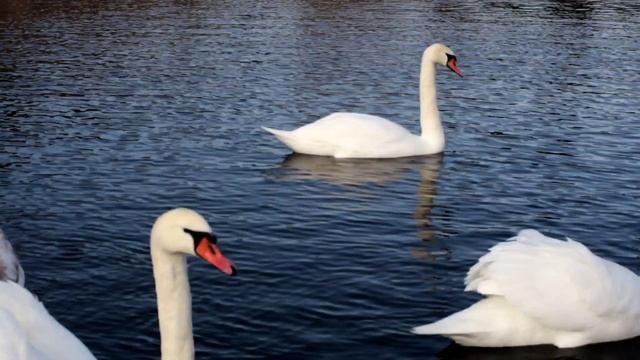 Жеребёнок и мой велик. Три советских объектива: Мир 20М, Индустар 61 ЛЗ и Helios 44M-4/