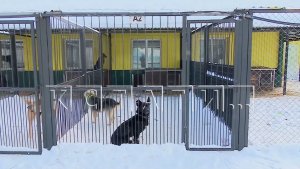 Мэр Нижнего Новгорода посетил городской приют для животных