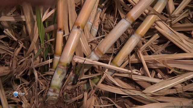 Чудеса природы 16 серия (документальный сериал, 2011) смотреть онлайн