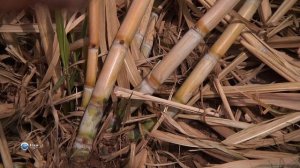 Чудеса природы 16 серия (документальный сериал, 2011)