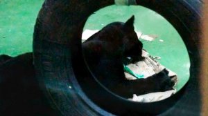 Черная пантера Белла и малыш Габриэль, который развлекается с коробкой