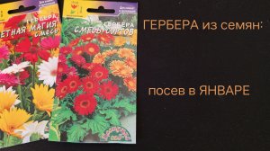 ГЕРБЕРА из семян:посев в ЯНВАРЕ