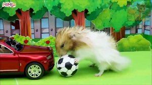 Маленький хомячок катается на самых захватывающих американских горках, получая огромное удовольстви