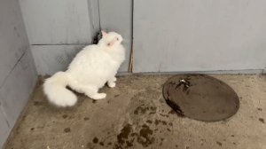 Снежная принцесса отказалась прогуляться по белоснежному покрывалу! # мирувлечений