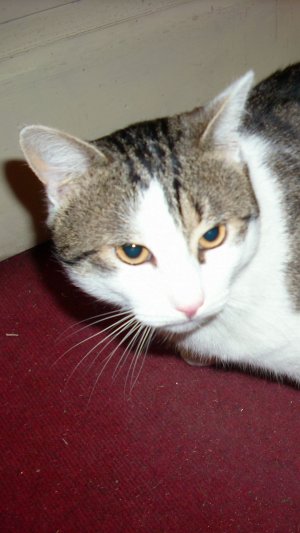 Котяра Торчун: калаш в руки и на Кремлевсукю Цинагогу 2026. Торчун погиб 2012.