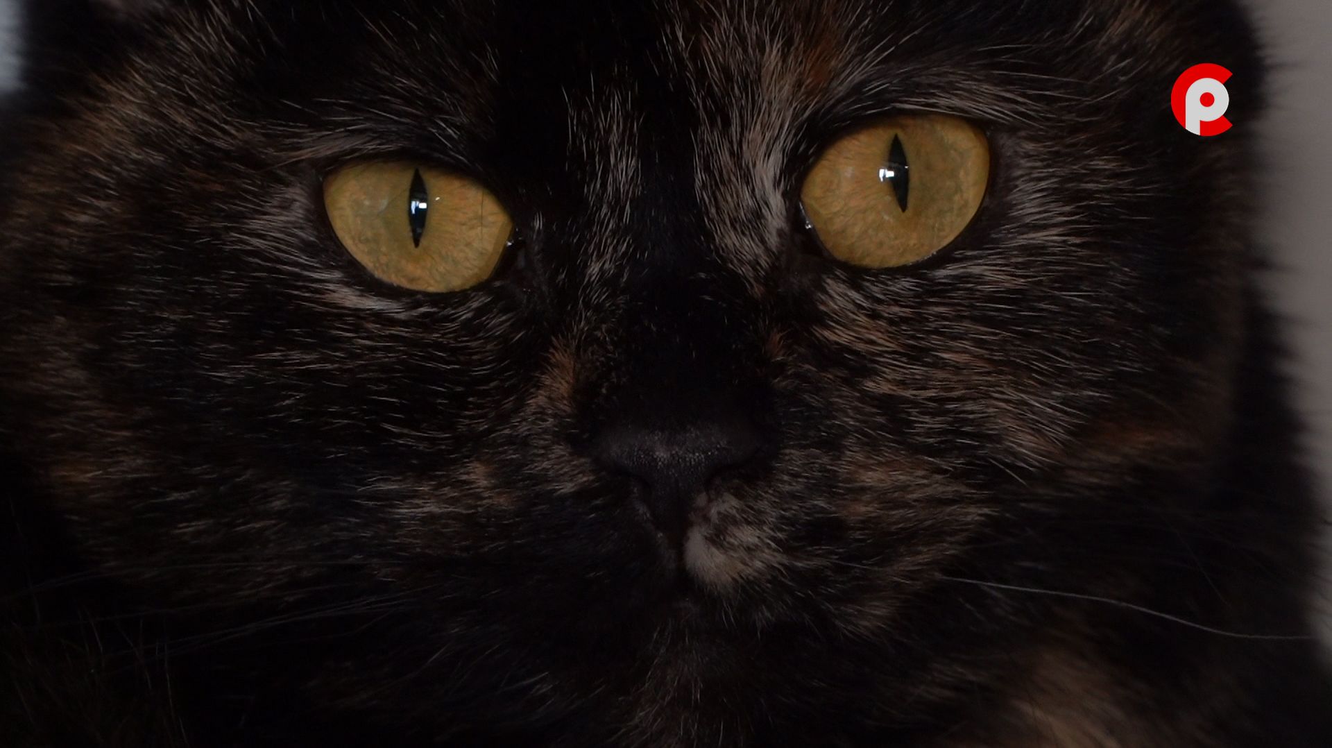 Доброе сердце 23.01.2026 Кэтти и Мурлик смотреть онлайн