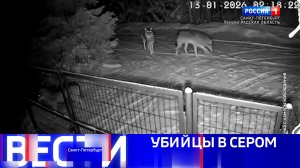 Вести Санкт-Петербург. Выпуск 09.30 от 23.01.2026