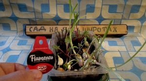 ЭКСПЕРЕМЕНТ ПО ВЫРАЩИВАНИЮ РАССАДЫ