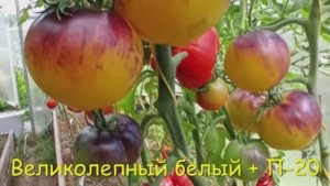 Каталог  томатов на  2026 год. Часть 1. г. Киров т.89229284031