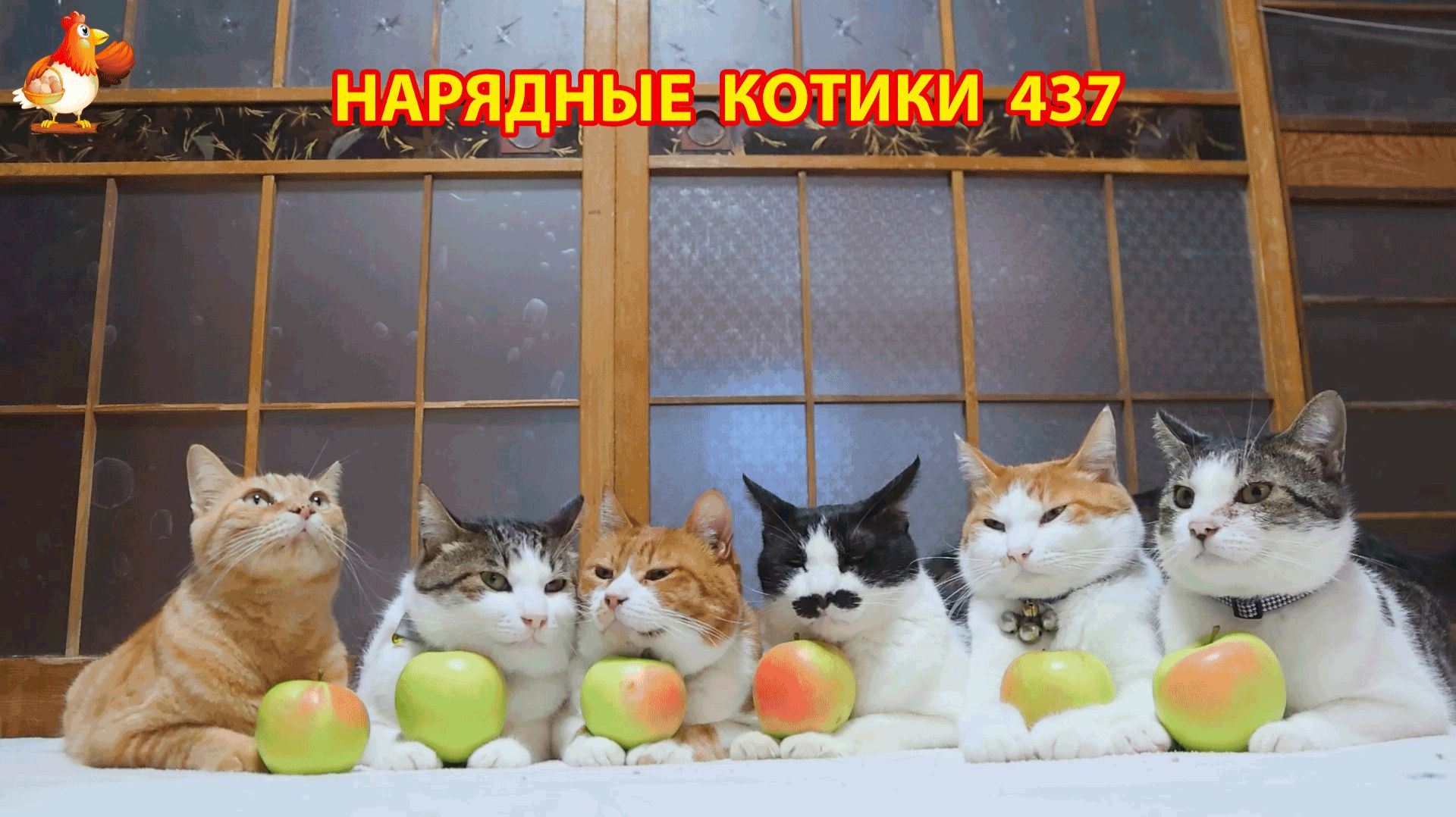 Нарядные Котики расслабляются на солнышке 🌞 🐈🐈🐈 (437) смотреть онлайн