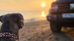 Tank 300 - Вперёд!