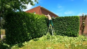 Стрижка четырёх небольших, заросших изгороди из лавра