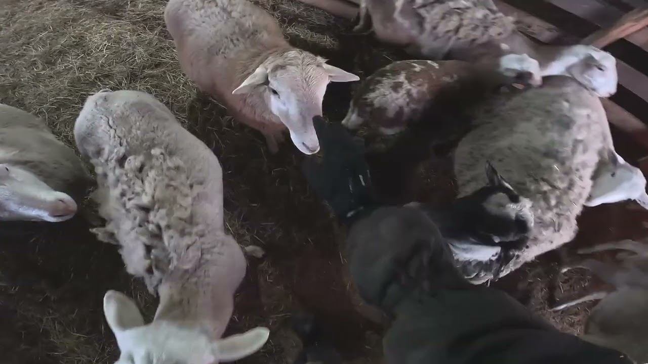 Он больной и это плохо... Новые тормоза на Ниву ! ХУТОР В ЛЕСУ №932 смотреть онлайн