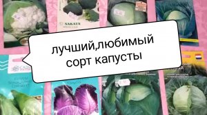 Только этот сорт капусты  буду сеять! Самая вкусная .Рецепт салата !