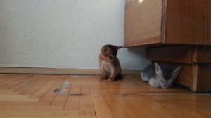 Абиссинские котята 1 месяц 1 неделя