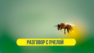РАЗГОВОР С ПЧЕЛОЙ
