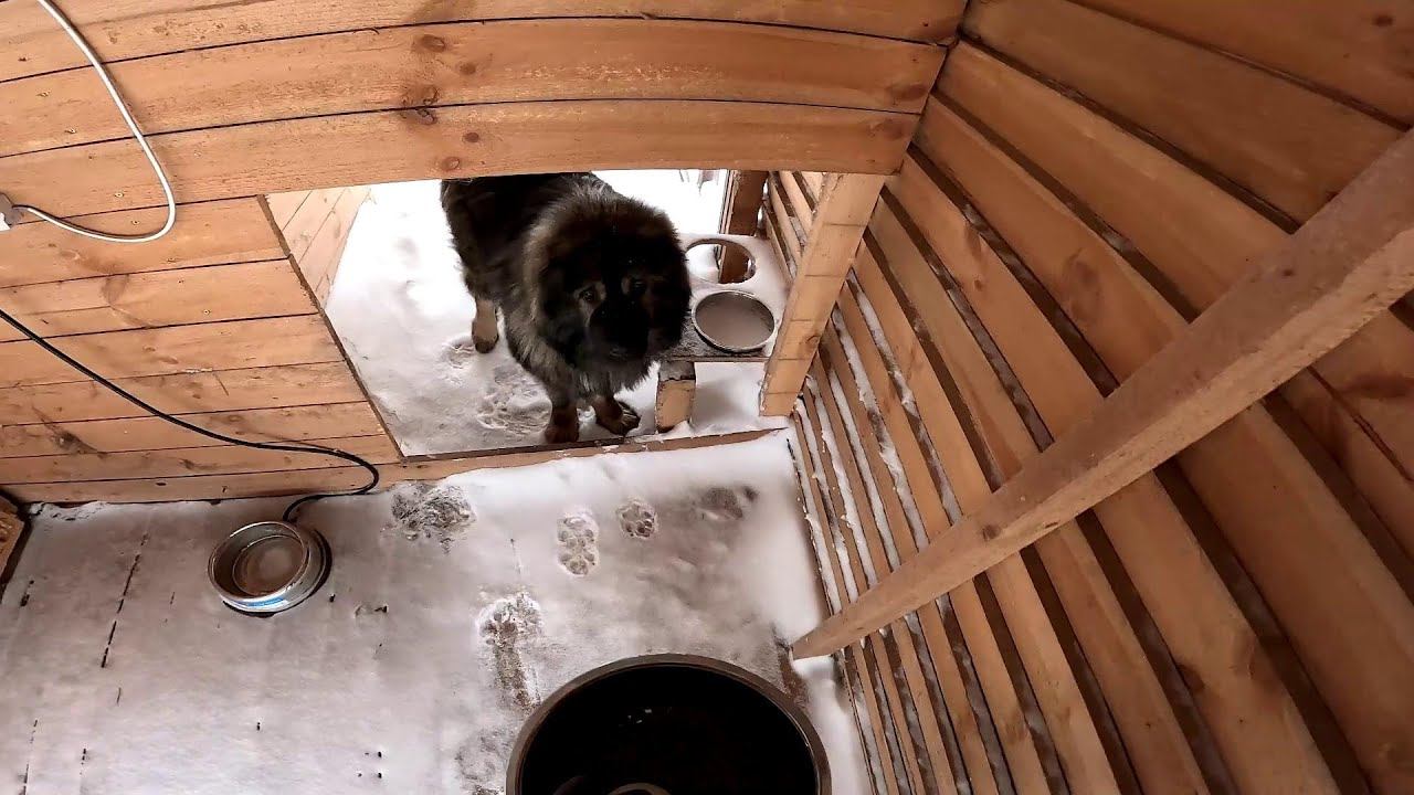 Животных нет ! Борьба со снегом ! ХУТОР В ЛЕСУ №946 смотреть онлайн