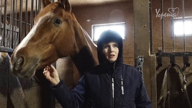 Лошади смотреть онлайн