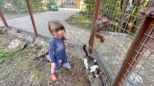 Мы с Ангелиной выносим Люсю и её друзей на прогулку!