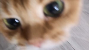 я пришла на канал