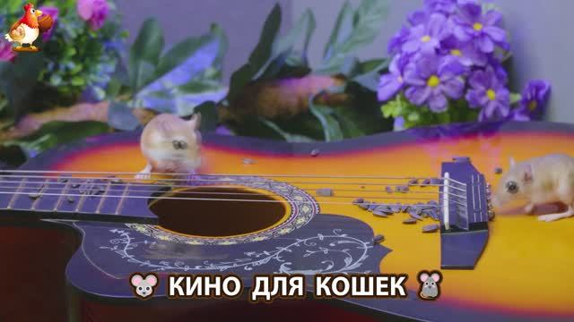 Видео для кошек про крысок развлекать питомцев 🐭🐀😂 (438) смотреть онлайн