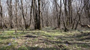 Ставропольский лес.