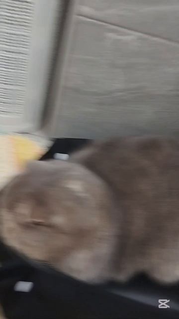 День рождения кошки Дымки! Ей исполнилось 5 лет.Подпишись#ДеньРождения#кошка смотреть онлайн