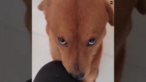 Видео от МЯУтаверс – как метавселенная, но с котами