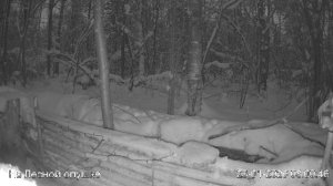 LIVE: На лесной опушке. Природа онлайн