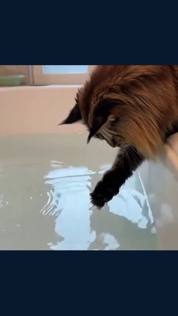 мейкун catlover catsofinstagram meowworld whiskerwonders petadventures