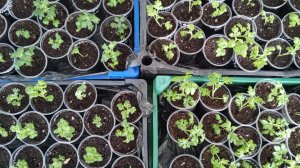 Первые черенки хризантемы укоренились. Пересаживаем в стаканчики.