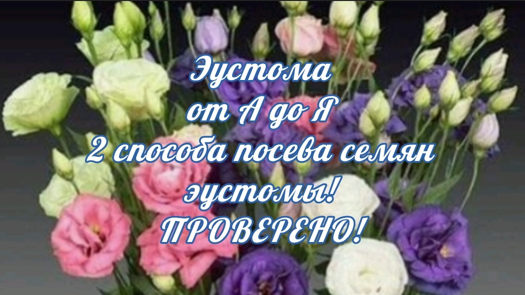 ЭУСТОМА от А до Я! Два способа посева семян эустомы. ПРОВЕРЕНО! смотреть онлайн