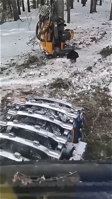 Храбрый глухарь решительно охраняет свой участок от навязчивых рубщиков леса. смотреть онлайн