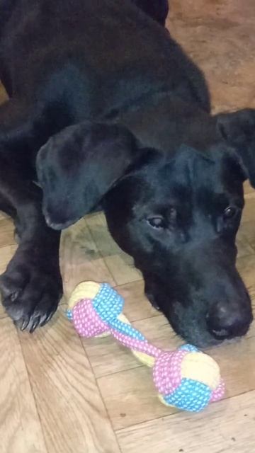 Банни ждёт хорошего хозяина