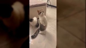 Смешные видео с котиками