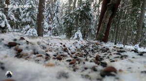 Птица Гаичка - "летающая собачонка" ;) #наблюдениезаптицами #гаичка #птицы #birdwatching #poecile