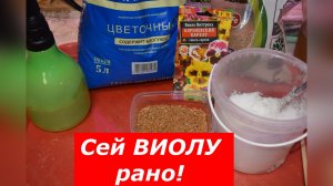 Виола: сей сегодня — любуйся все лето!